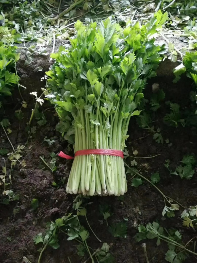 潍坊安丘芹菜可以视频看货实地看货订货随来随装有工人设备运