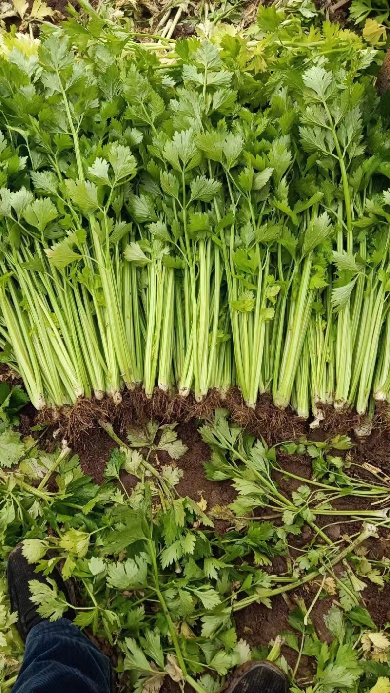 潍坊安丘芹菜可以视频看货实地看货订货随来随装有工人设备运