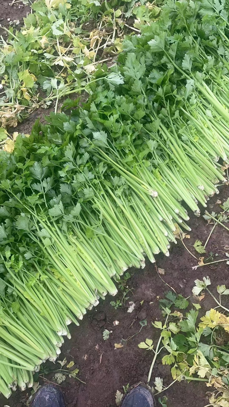 潍坊安丘芹菜可以视频看货实地看货订货随来随装有工人设备运