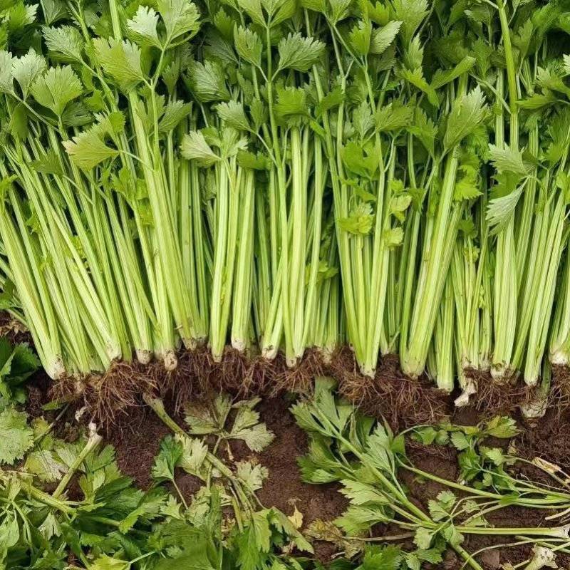 潍坊安丘芹菜可以视频看货实地看货订货随来随装有工人设备运