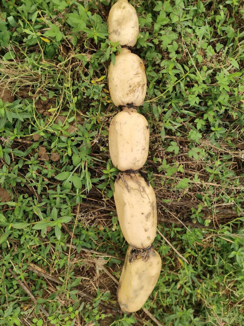 陕西汉中洋县糆藕大量有货，大小车均可供货一手货源，货源充