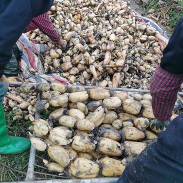 陕西汉中洋县糆藕大量有货，大小车均可供货一手货源，货源充