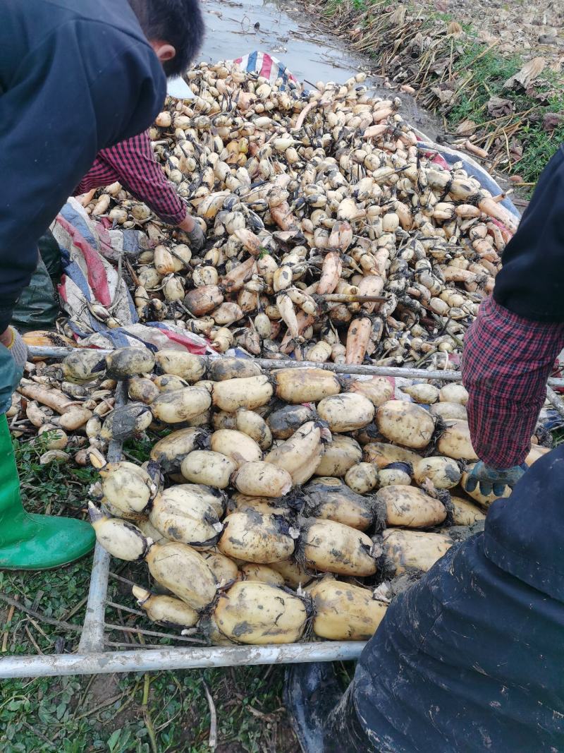 陕西汉中洋县糆藕大量有货，大小车均可供货一手货源，货源充