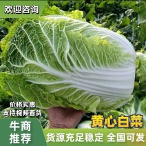 【精品】黄心白菜大量上市/产地直发/质量保证/量大从优