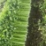 潍坊高密芹菜全国发货现场挑选满意为止货源稳定经验丰富量大