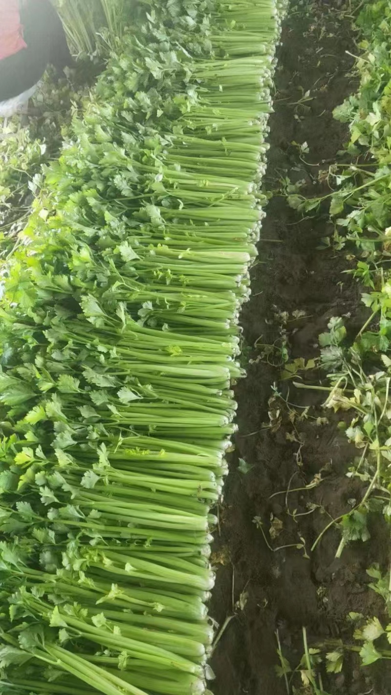 潍坊高密芹菜全国发货现场挑选满意为止货源稳定经验丰富量大