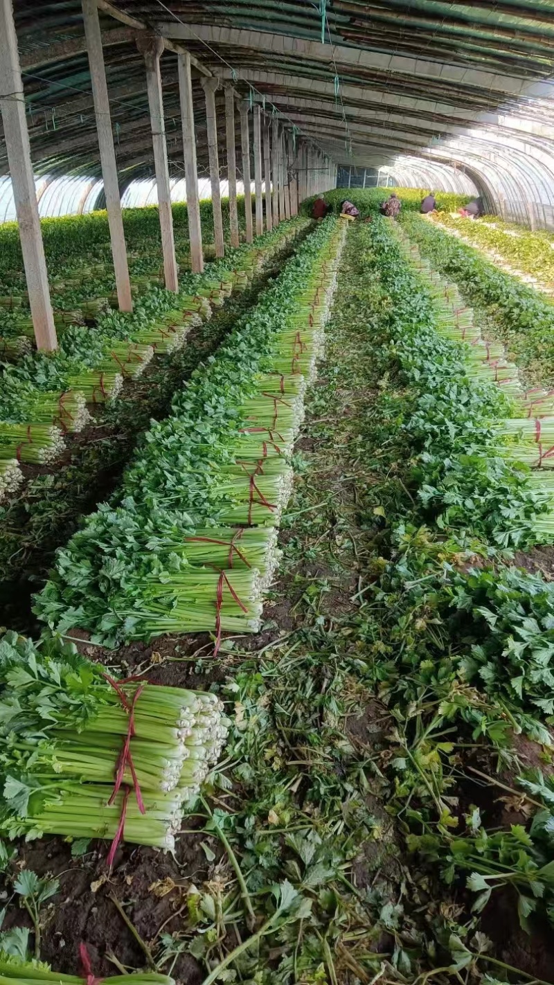 潍坊高密芹菜全国发货现场挑选满意为止货源稳定经验丰富量大