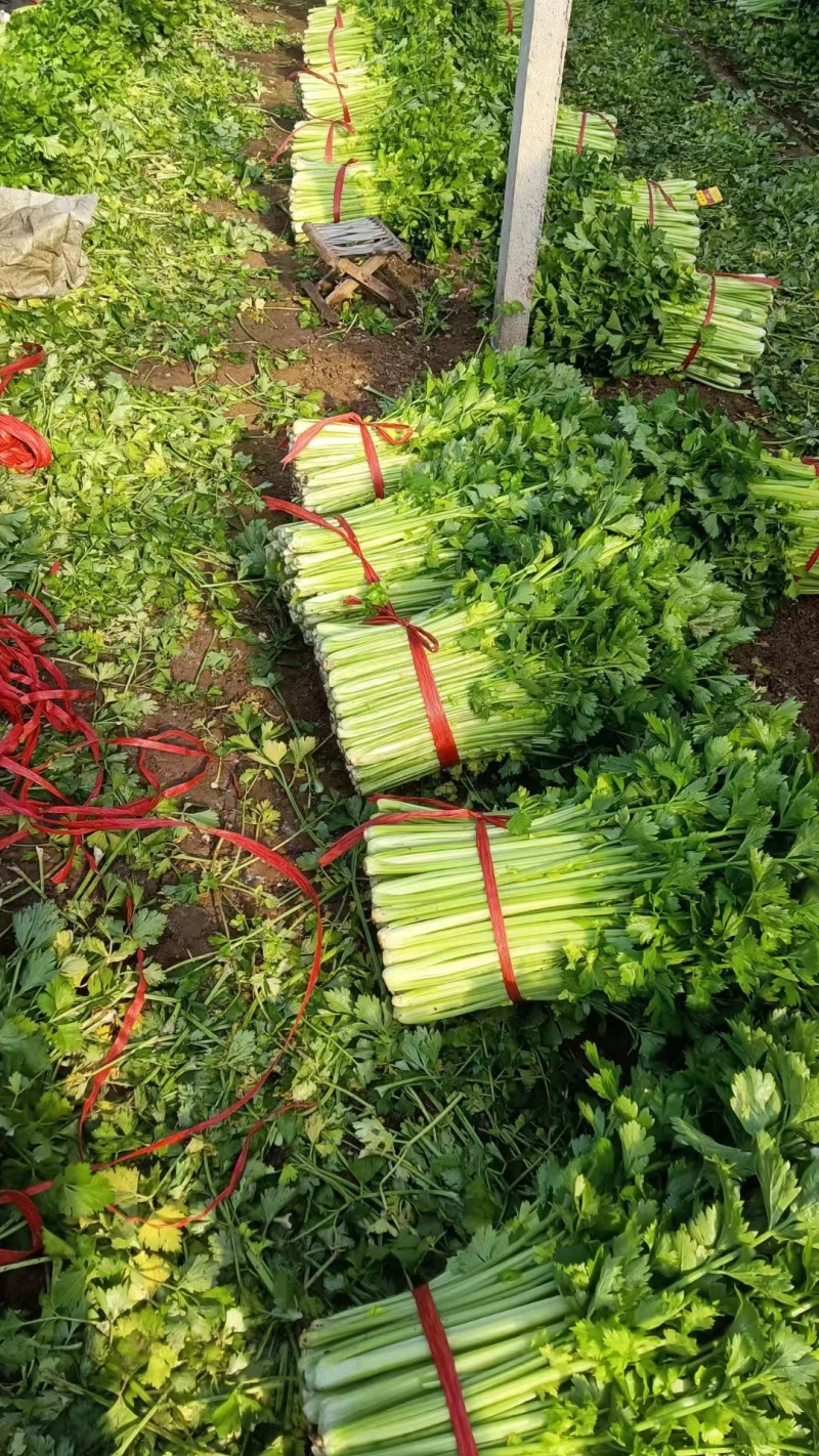 潍坊高密芹菜全国发货现场挑选满意为止货源稳定经验丰富量大