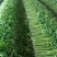 潍坊高密芹菜全国发货现场挑选满意为止货源稳定经验丰富量大