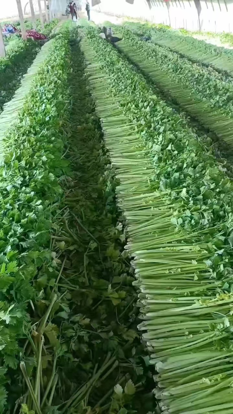 潍坊高密芹菜全国发货现场挑选满意为止货源稳定经验丰富量大