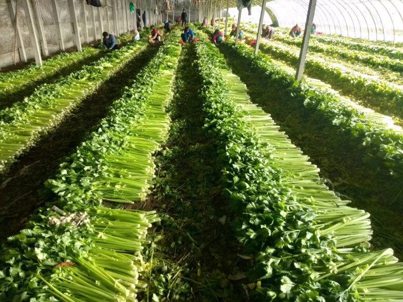 潍坊高密芹菜全国发货现场挑选满意为止货源稳定经验丰富量大