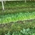 潍坊高密芹菜全国发货现场挑选满意为止货源稳定经验丰富量大