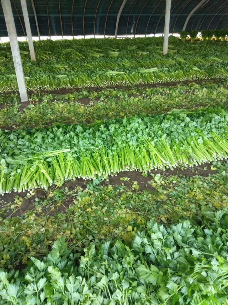 潍坊高密芹菜全国发货现场挑选满意为止货源稳定经验丰富量大