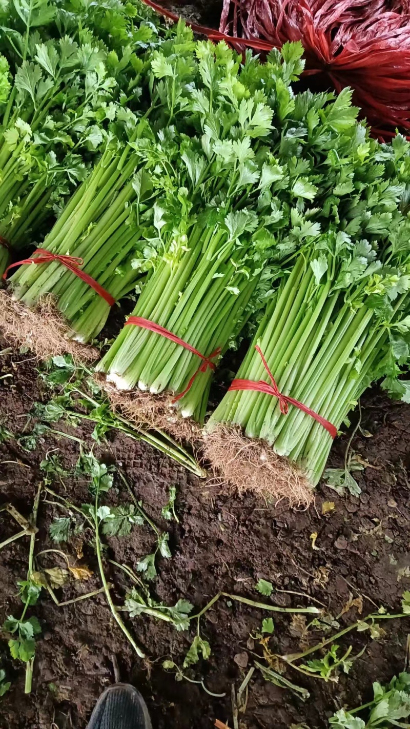 潍坊高密芹菜全国发货现场挑选满意为止货源稳定经验丰富量大