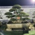 造型树，对接白蜡，易存活，市政小区绿化、净化树种优选！