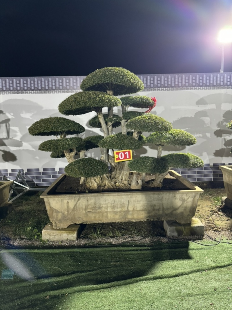 造型树，对接白蜡，易存活，市政小区绿化、净化树种优选！