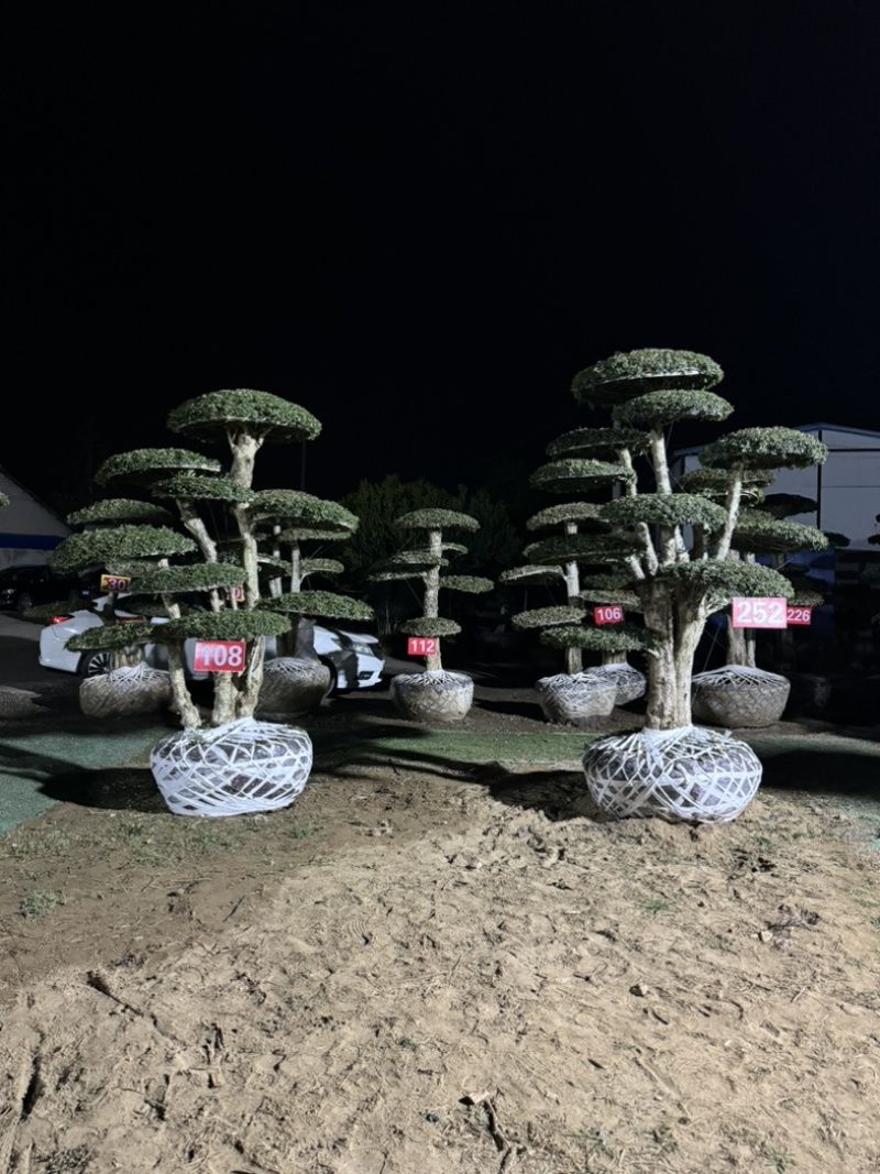 造型树，对接白蜡，易存活，市政小区绿化、净化树种优选！