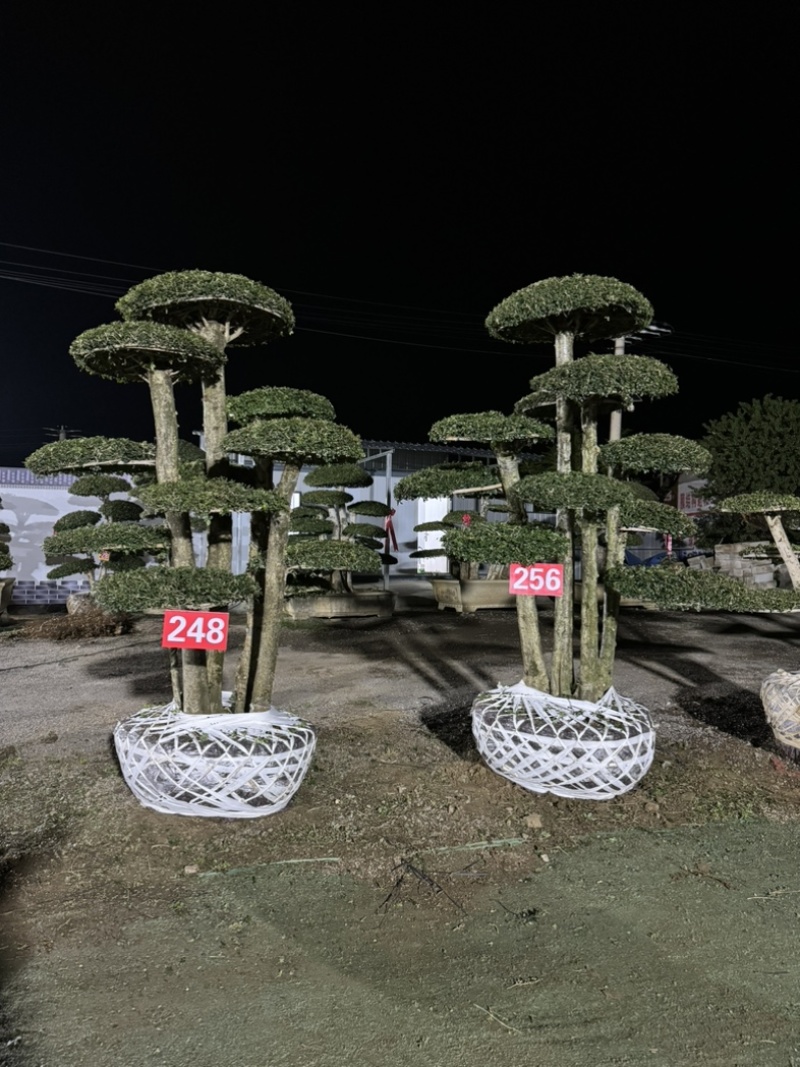 造型树，对接白蜡，易存活，市政小区绿化、净化树种优选！