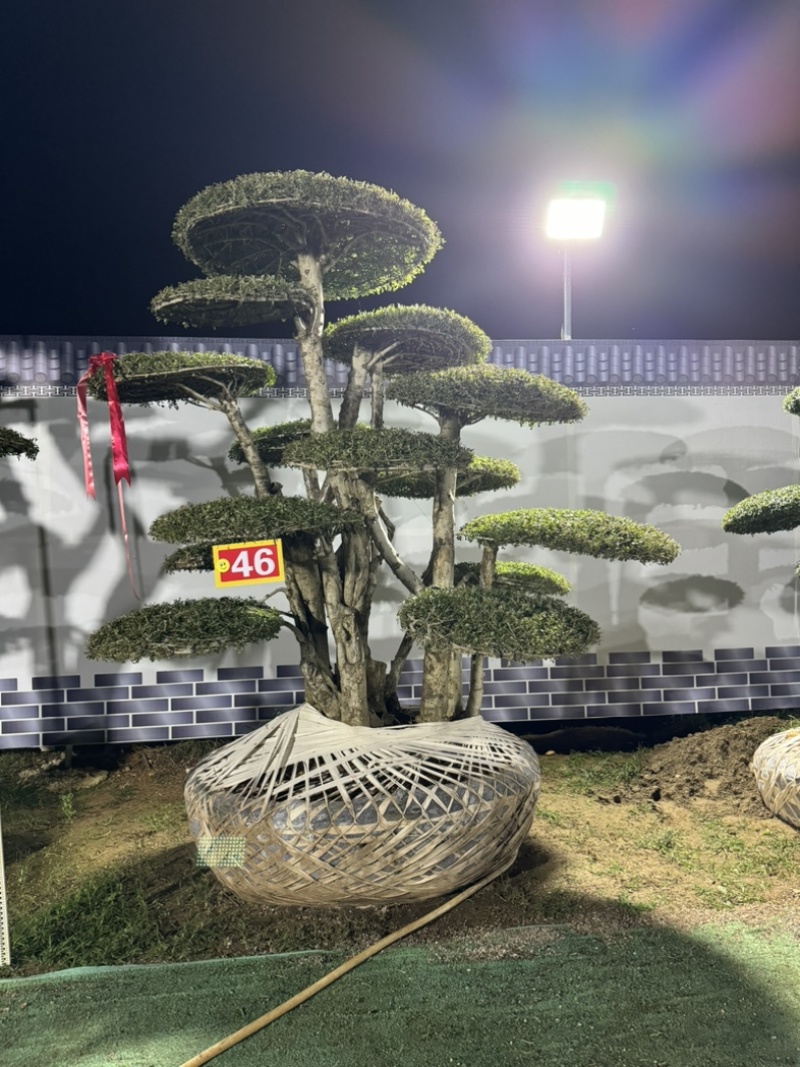 造型树，对接白蜡，易存活，市政小区绿化、净化树种优选！