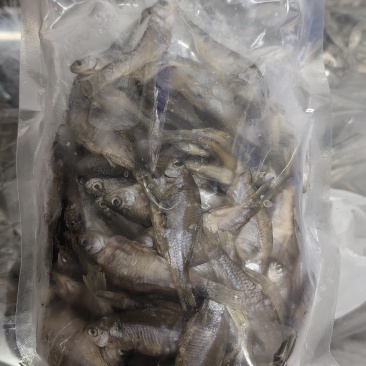 鳑鲏鱼风干鳑鲏鱼风干广皮鱼屎光皮鱼