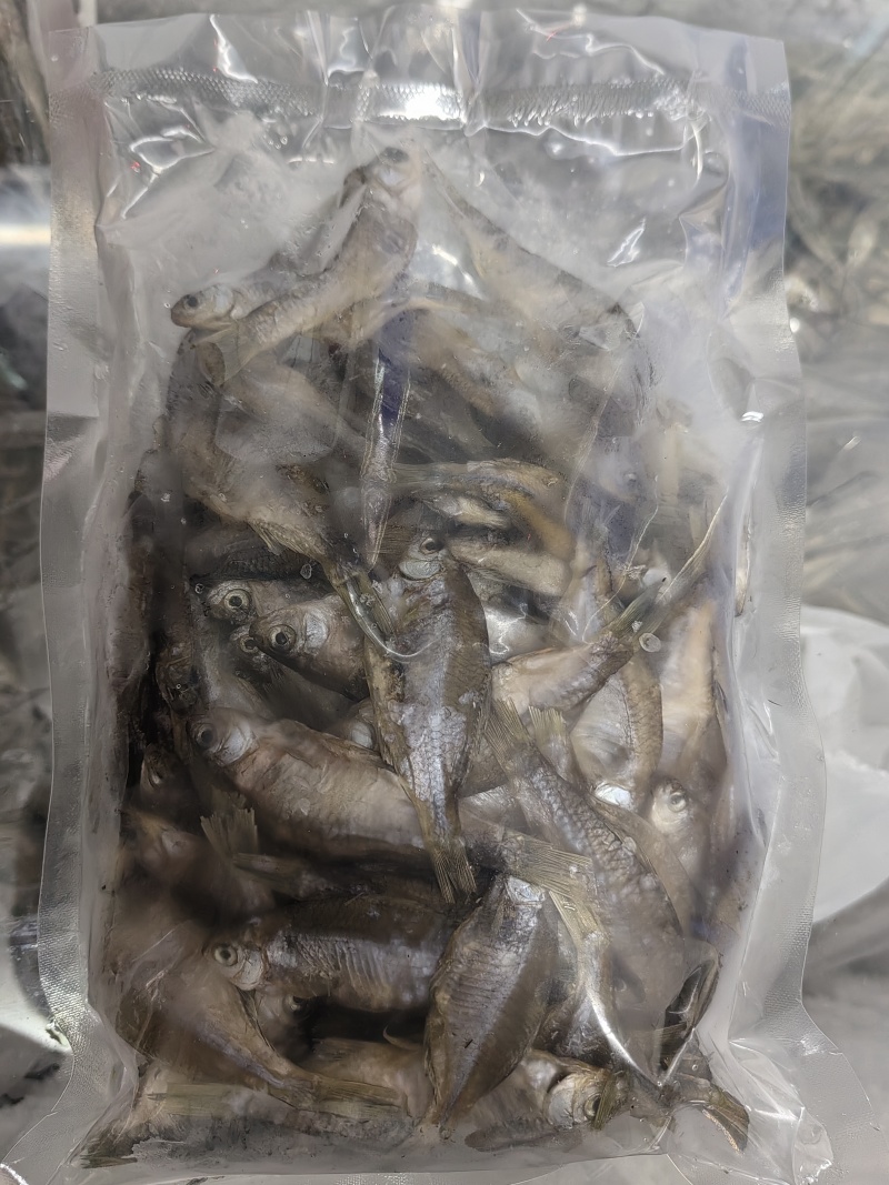 鳑鲏鱼风干鳑鲏鱼风干广皮鱼屎光皮鱼