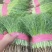 【推荐】河北茴香精品货源产地一手货源可视频看货