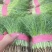 【推荐】河北茴香精品货源产地一手货源可视频看货