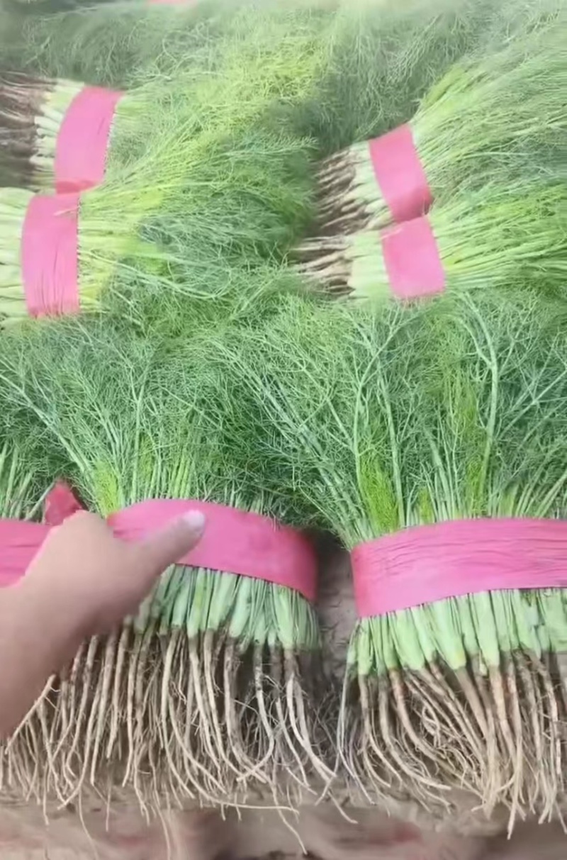 【推荐】河北茴香精品货源产地一手货源可视频看货