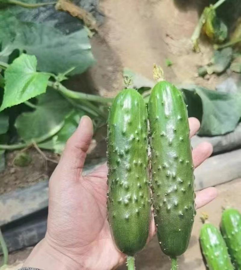 水果黄瓜种子厂家直发出芽率高品质上乘价格优惠