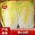 【实力商家】黄心白菜/市场菜/大量现货诚信