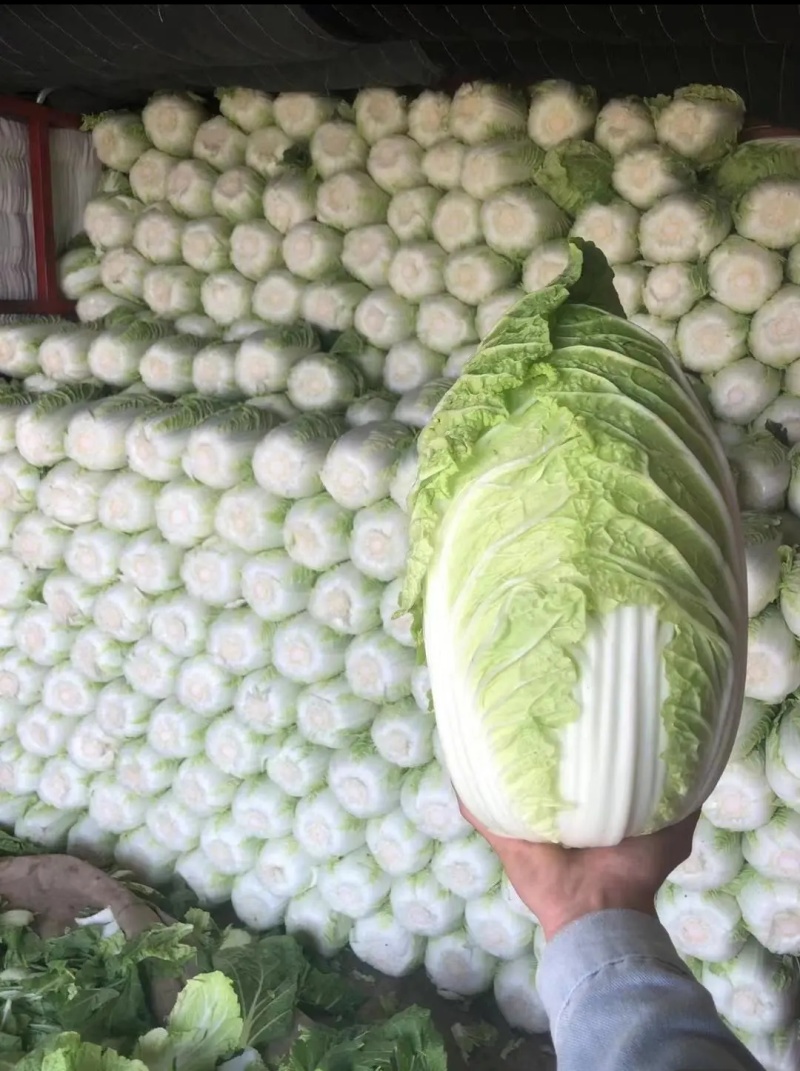 【实力商家】黄心白菜/市场菜/大量现货诚信