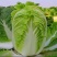 【实力商家】黄心白菜/市场菜/大量现货诚信