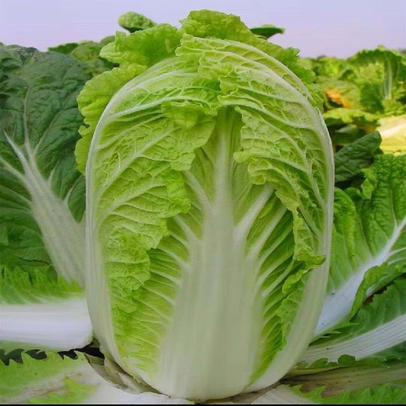 【实力商家】黄心白菜/市场菜/大量现货诚信