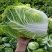 【实力商家】黄心白菜/市场菜/大量现货诚信