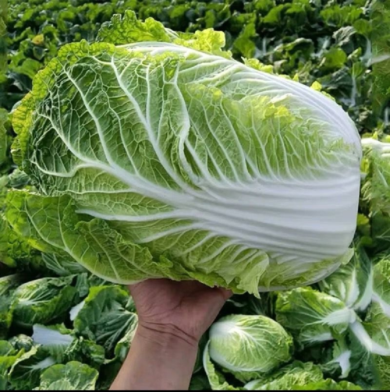 【实力商家】黄心白菜/市场菜/大量现货诚信