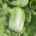 【实力商家】黄心白菜/市场菜/大量现货诚信