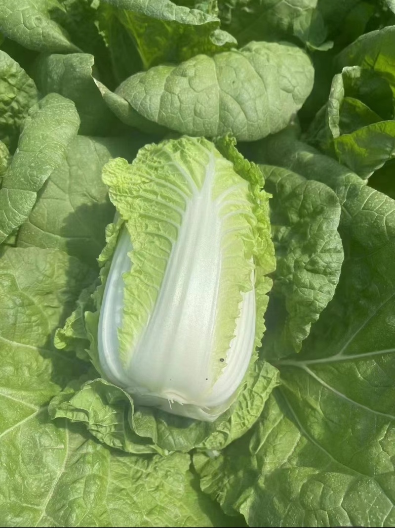 【实力商家】黄心白菜/市场菜/大量现货诚信