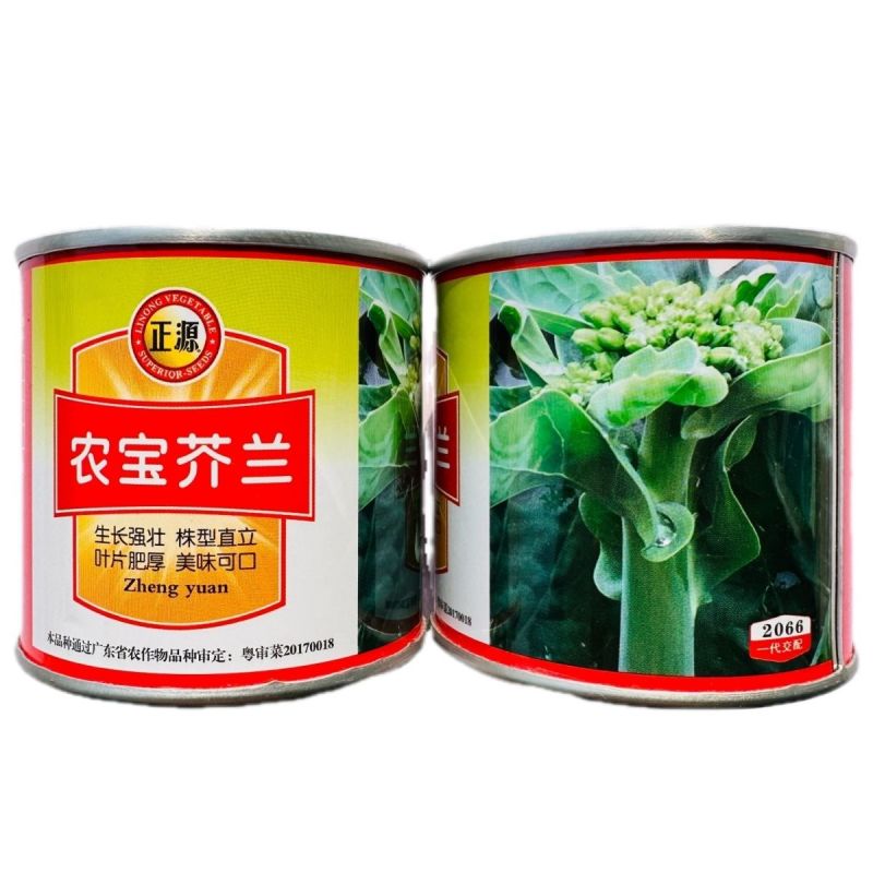 正源农宝芥兰种子叶片肥厚鲜嫩美味可口芥兰种子腊粉少白花芥
