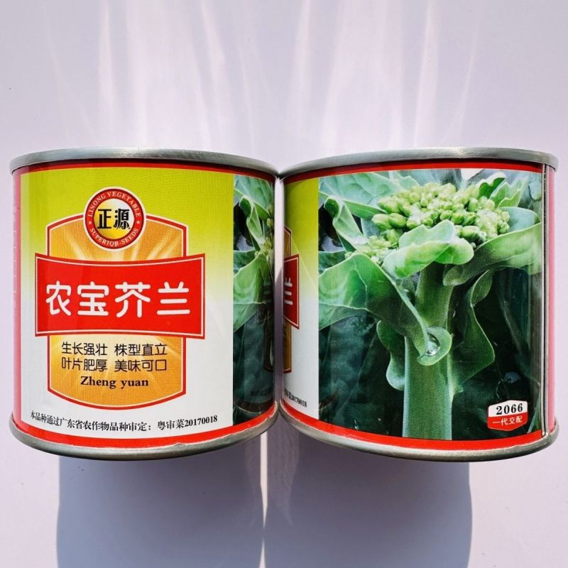 正源农宝芥兰种子叶片肥厚鲜嫩美味可口芥兰种子腊粉少白花芥