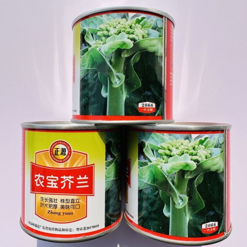 正源农宝芥兰种子叶片肥厚鲜嫩美味可口芥兰种子腊粉少白花芥