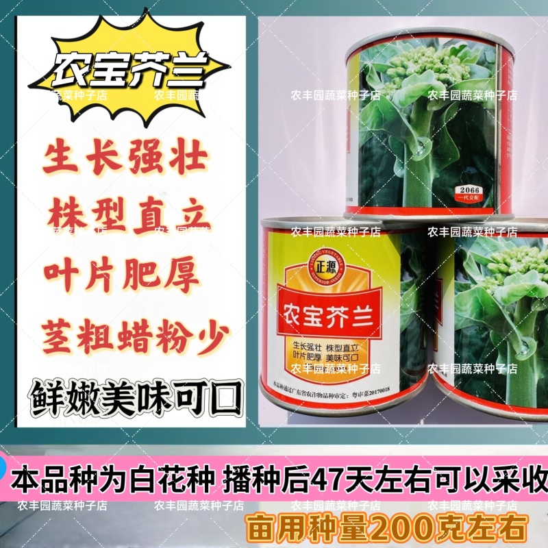 正源农宝芥兰种子叶片肥厚鲜嫩美味可口芥兰种子腊粉少白花芥