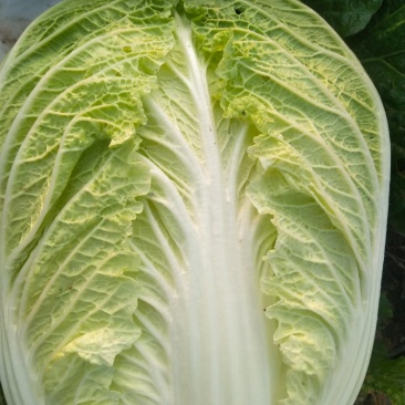滕州黄心大白菜，产地直销，大量供应酸菜厂，泡菜厂，市场