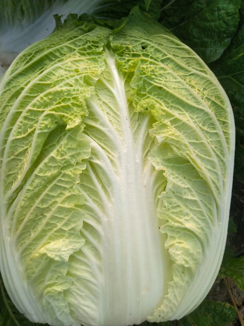 滕州黄心大白菜，产地直销，大量供应酸菜厂，泡菜厂，市场