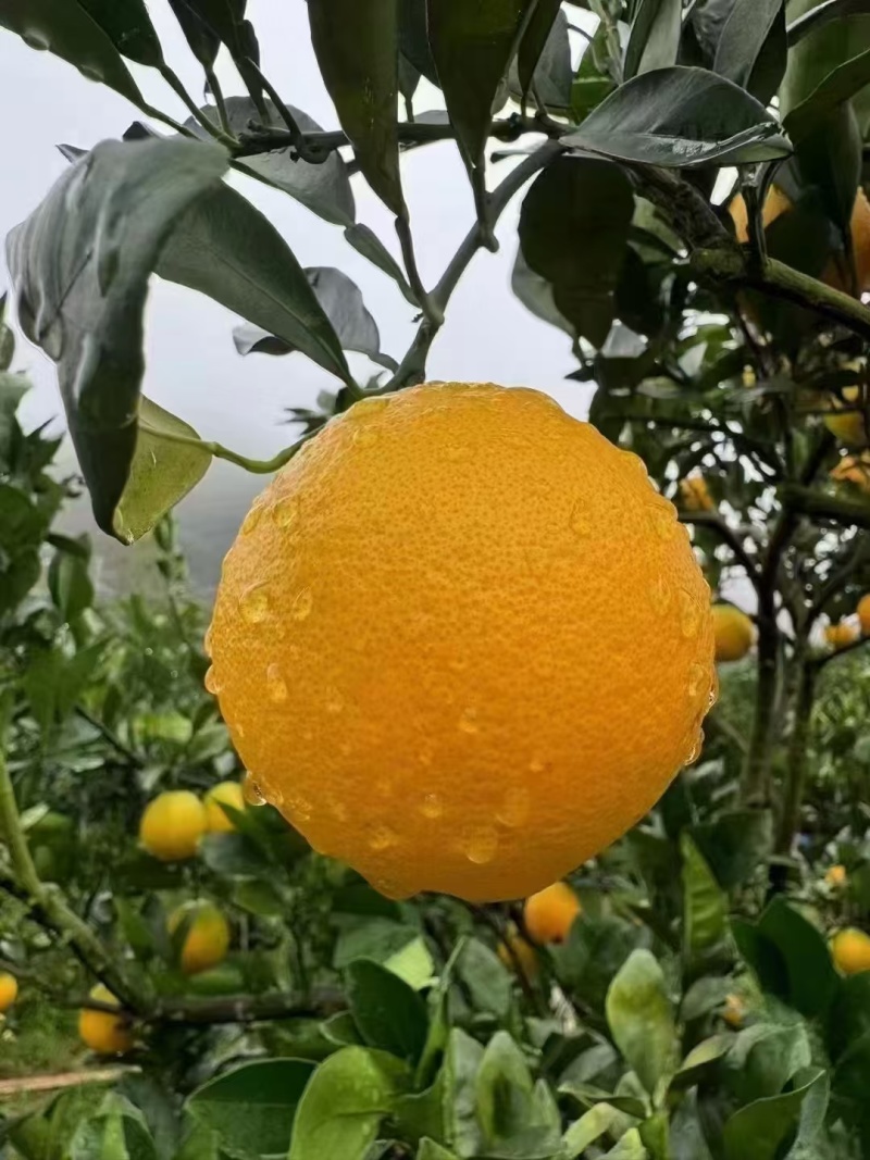 信丰县脐橙，正宗赣南脐橙原产地直销。量大