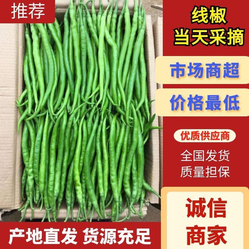 安徽辣椒/青红线椒，产地大量上货，对接全国商超