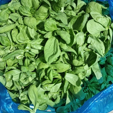 大叶茼蒿