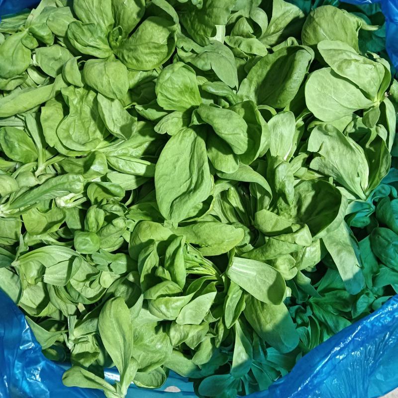 大叶茼蒿