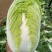 滕州黄心大白菜，产地直销，大量供应酸菜厂，泡菜厂，市场