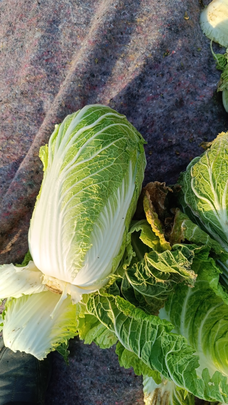 滕州黄心大白菜，产地直销，大量供应酸菜厂，泡菜厂，市场