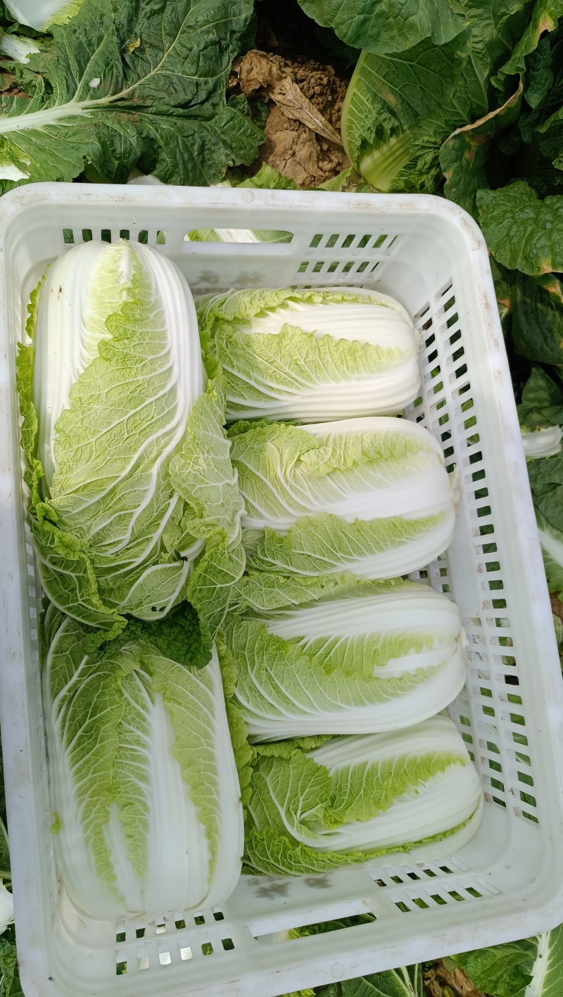 滕州黄心大白菜，产地直销，大量供应酸菜厂，泡菜厂，市场